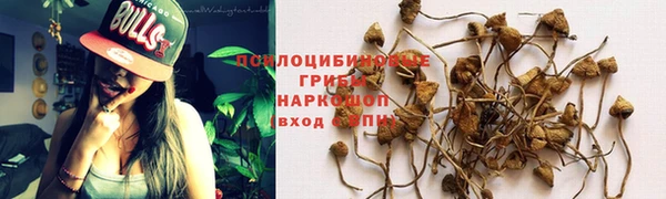 сатива Новодвинск