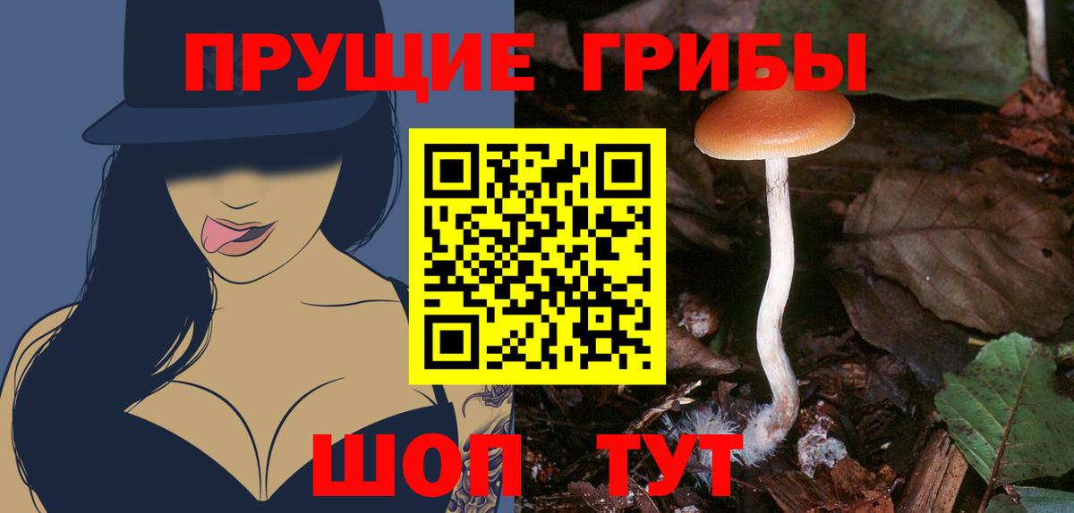 Галлюциногенные грибы Psilocybe Истра
